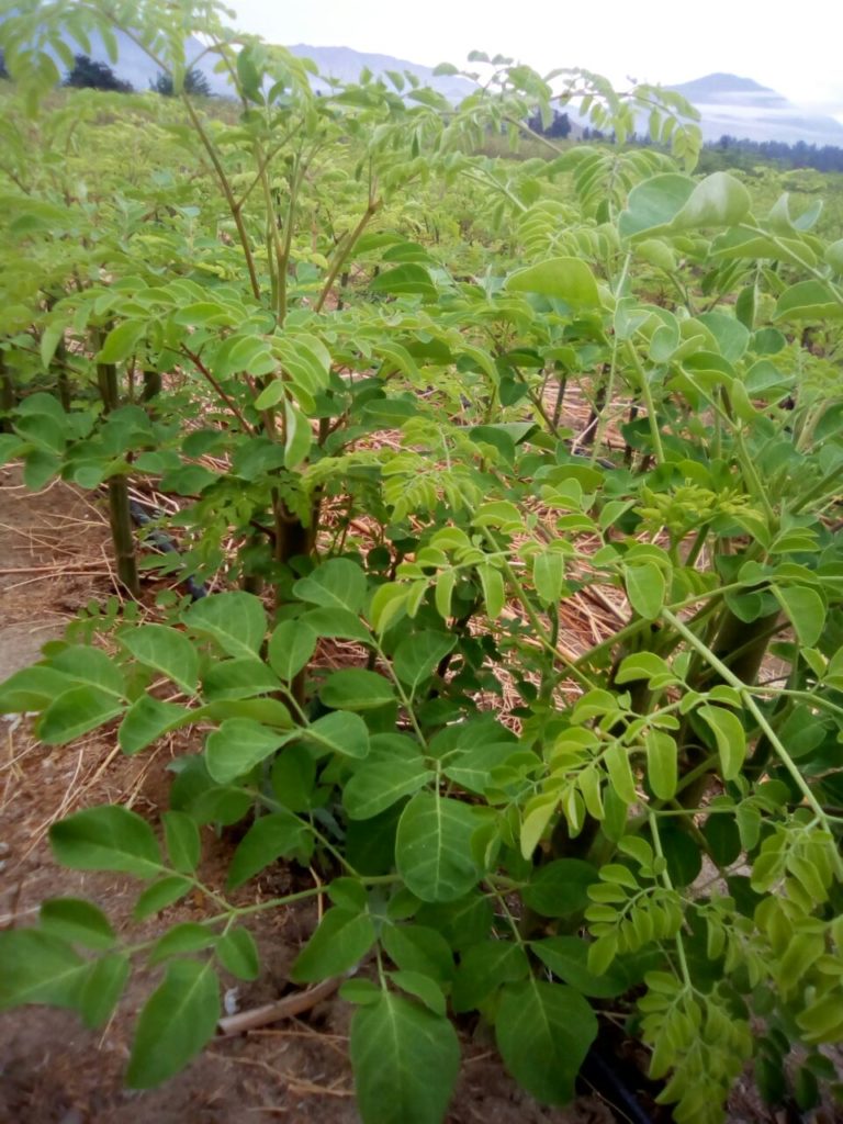 Que Es Moringa Oleifera El Arbol De La Vida